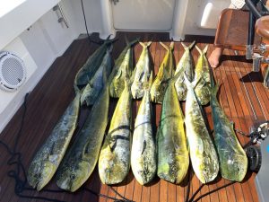 Dorado fish - Cabo San Lucas